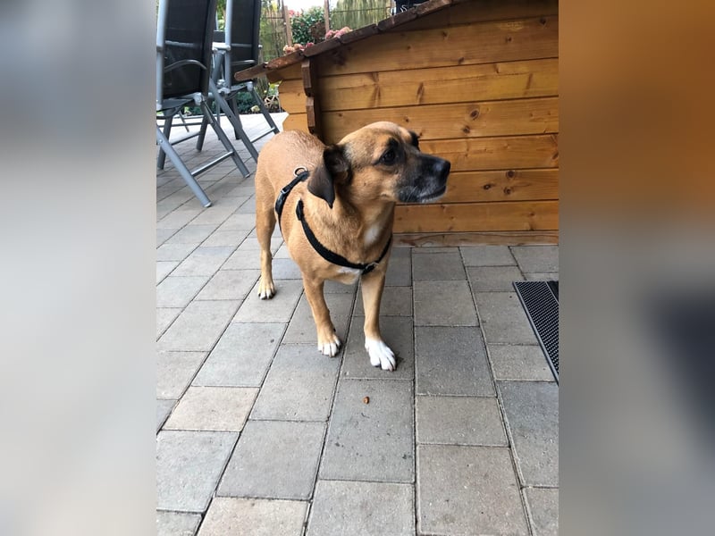 Raya ❤️Pflegefamilie 27252 Schwaförden Raya ❤️Pflegefamilie 27252 Schwaförden