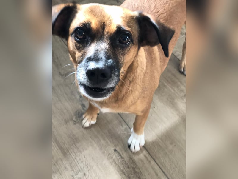 Raya ❤️Pflegefamilie 27252 Schwaförden Raya ❤️Pflegefamilie 27252 Schwaförden