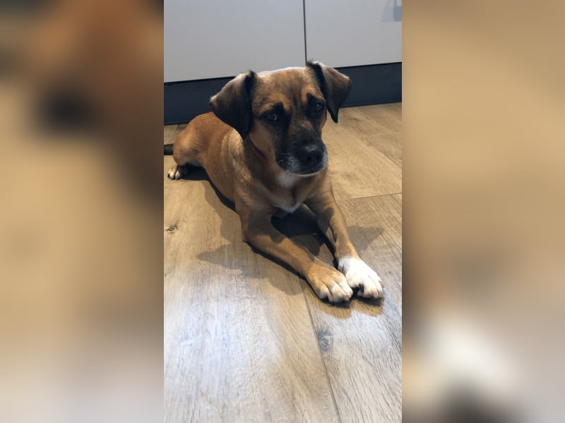 Raya ❤️Pflegefamilie 27252 Schwaförden Raya ❤️Pflegefamilie 27252 Schwaförden