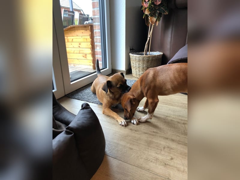 Raya ❤️Pflegefamilie 27252 Schwaförden Raya ❤️Pflegefamilie 27252 Schwaförden