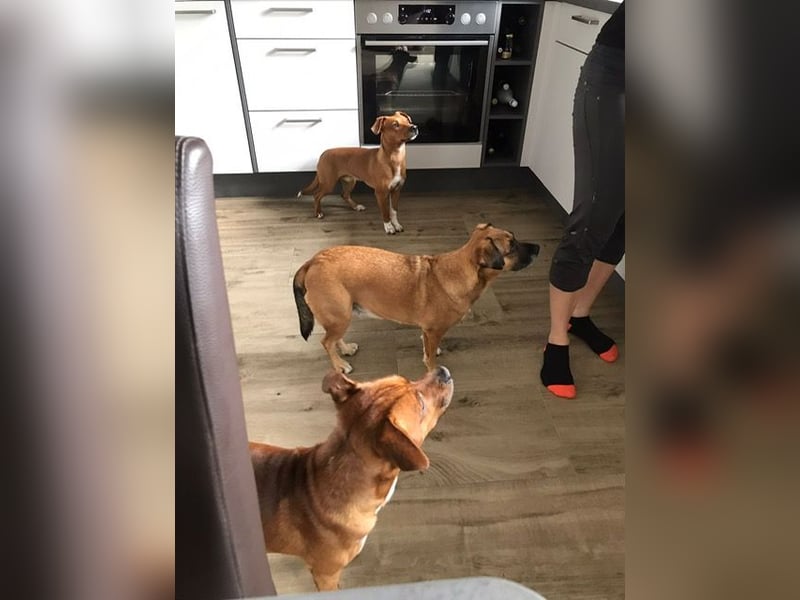 Raya ❤️Pflegefamilie 27252 Schwaförden Raya ❤️Pflegefamilie 27252 Schwaförden