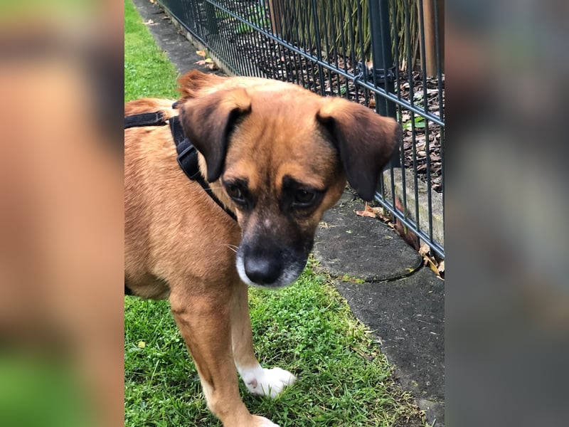 Raya ❤️Pflegefamilie 27252 Schwaförden Raya ❤️Pflegefamilie 27252 Schwaförden