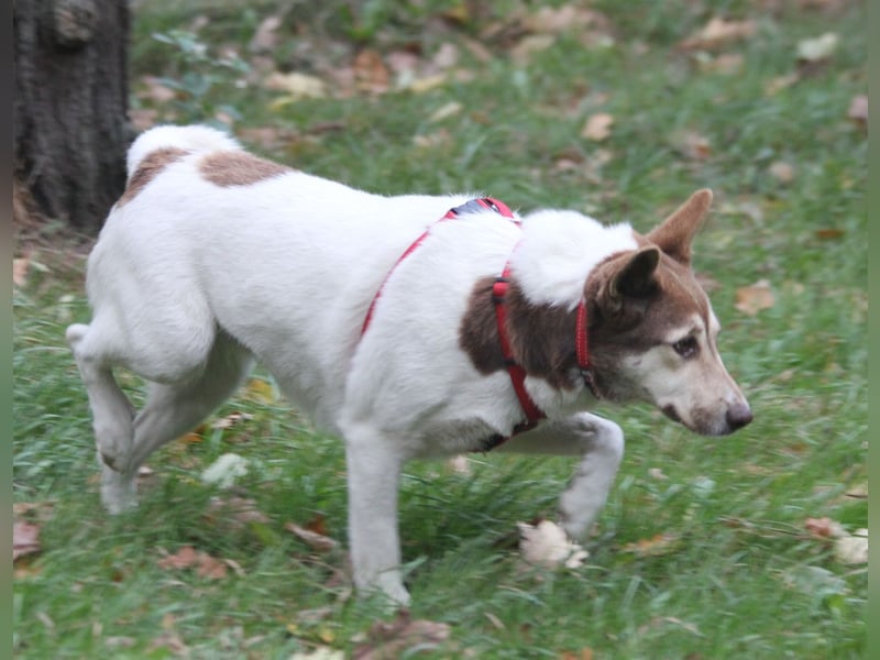 Vanessa 37 cm geb. 03/2023 ist eine tolle Familienhündin Vanessa 37 cm geb. 03/2023 ist eine tolle Familienhündin