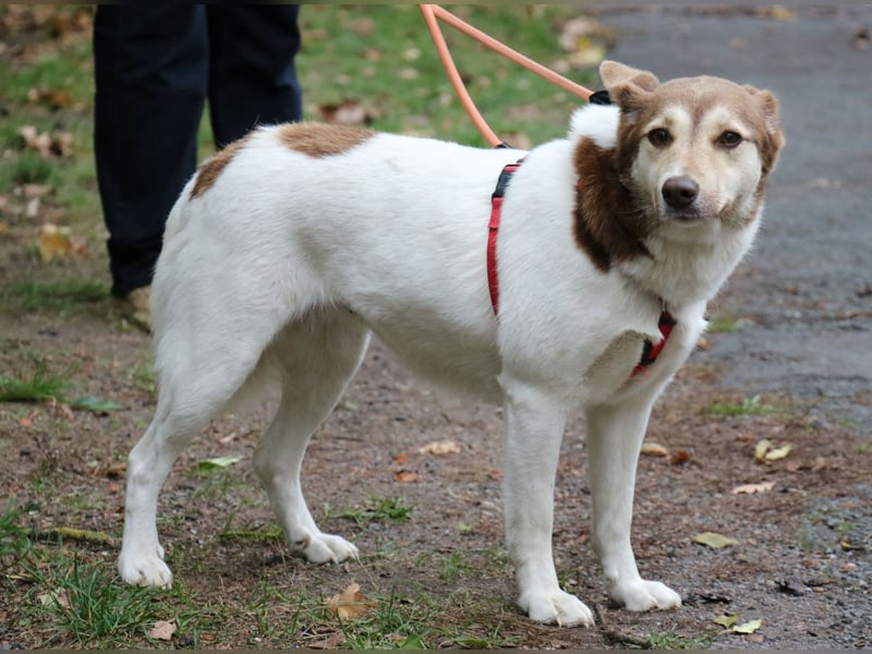 Vanessa 37 cm geb. 03/2023 ist eine tolle Familienhündin Vanessa 37 cm geb. 03/2023 ist eine tolle Familienhündin