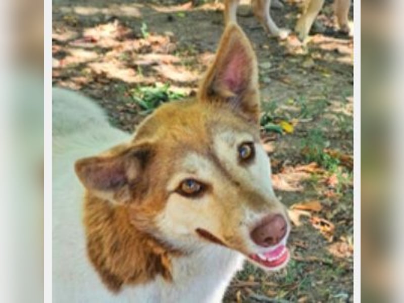 Vanessa 37 cm geb. 03/2023 ist eine tolle Familienhündin Vanessa 37 cm geb. 03/2023 ist eine tolle Familienhündin