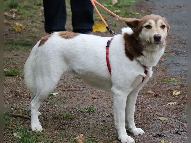 Vanessa 37 cm geb. 03/2023 ist eine tolle Familienhündin Vanessa 37 cm geb. 03/2023 ist eine tolle Familienhündin