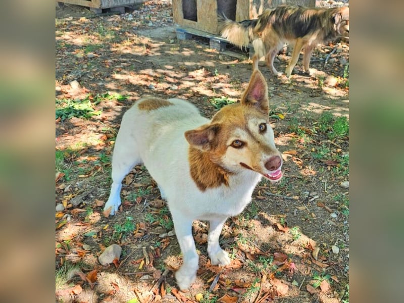 Vanessa 37 cm geb. 03/2023 ist eine tolle Familienhündin Vanessa 37 cm geb. 03/2023 ist eine tolle Familienhündin