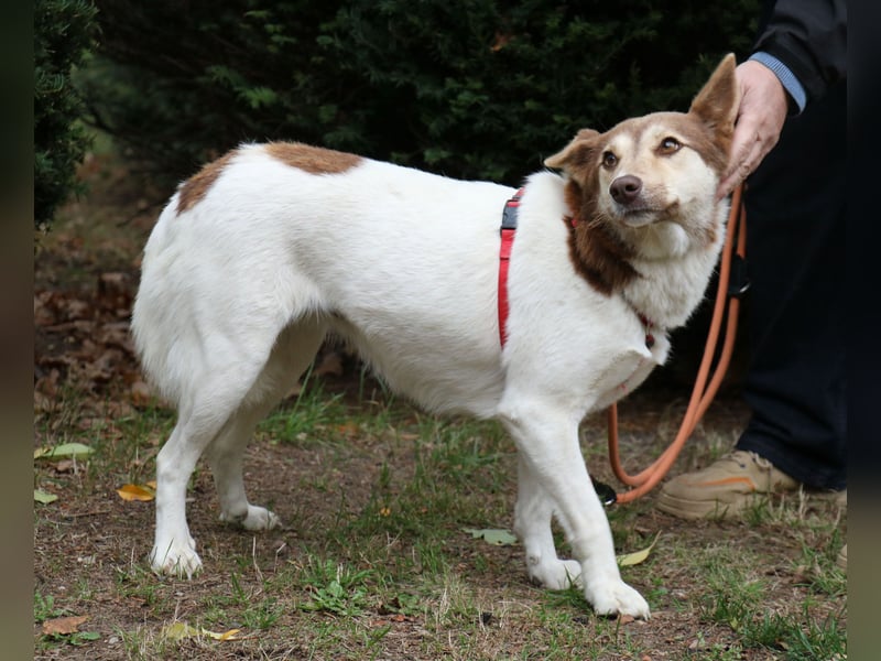 Vanessa 37 cm geb. 03/2023 ist eine tolle Familienhündin Vanessa 37 cm geb. 03/2023 ist eine tolle Familienhündin