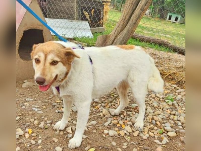 Vanessa 37 cm geb. 03/2023 ist eine tolle Familienhündin Vanessa 37 cm geb. 03/2023 ist eine tolle Familienhündin