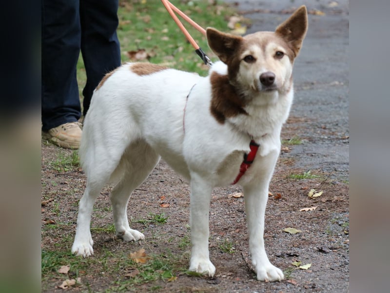 Vanessa 37 cm geb. 03/2023 ist eine tolle Familienhündin Vanessa 37 cm geb. 03/2023 ist eine tolle Familienhündin
