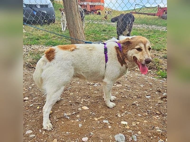 Vanessa 37 cm geb. 03/2023 ist eine tolle Familienhündin Vanessa 37 cm geb. 03/2023 ist eine tolle Familienhündin