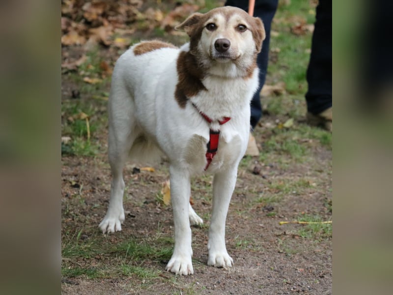 Vanessa 37 cm geb. 03/2023 ist eine tolle Familienhündin Vanessa 37 cm geb. 03/2023 ist eine tolle Familienhündin