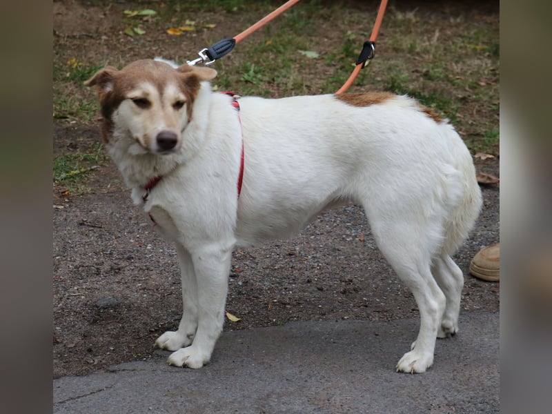 Vanessa 37 cm geb. 03/2023 ist eine tolle Familienhündin Vanessa 37 cm geb. 03/2023 ist eine tolle Familienhündin