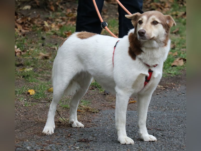 Vanessa 37 cm geb. 03/2023 ist eine tolle Familienhündin Vanessa 37 cm geb. 03/2023 ist eine tolle Familienhündin