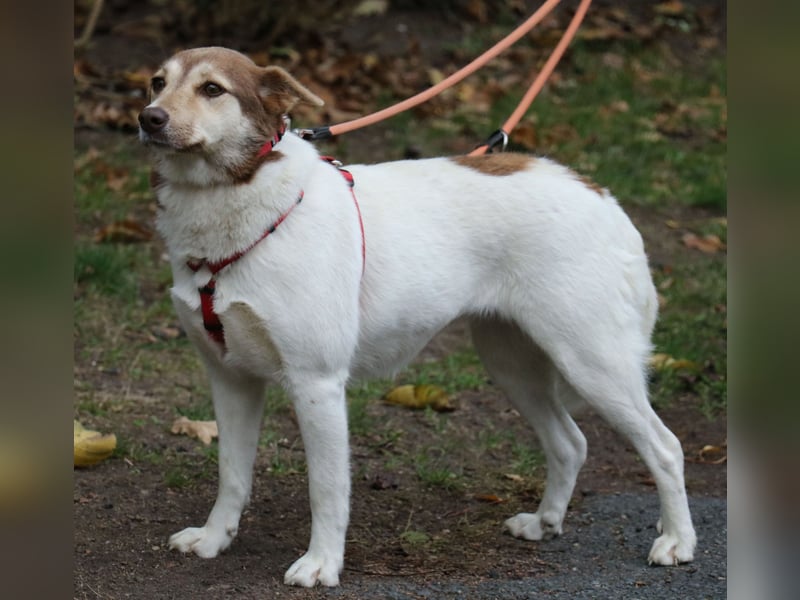 Vanessa 37 cm geb. 03/2023 ist eine tolle Familienhündin Vanessa 37 cm geb. 03/2023 ist eine tolle Familienhündin