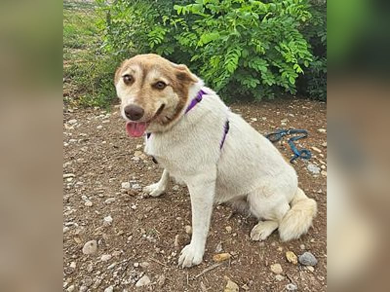 Vanessa 37 cm geb. 03/2023 ist eine tolle Familienhündin Vanessa 37 cm geb. 03/2023 ist eine tolle Familienhündin