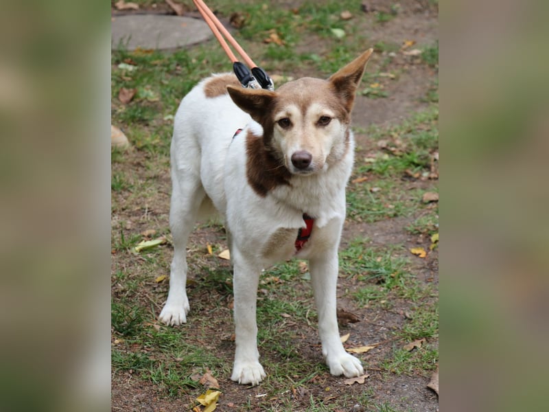 Vanessa 37 cm geb. 03/2023 ist eine tolle Familienhündin Vanessa 37 cm geb. 03/2023 ist eine tolle Familienhündin