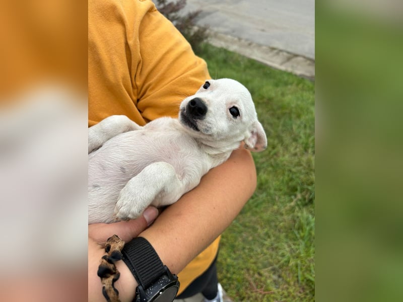 Stitch - Neugieriges, verspieltes Mädchen sucht ein Zuhause