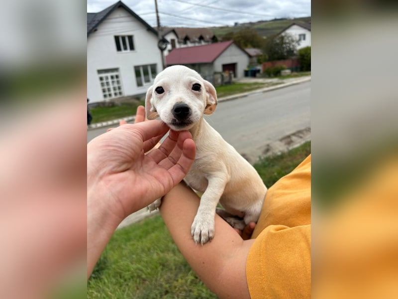 Stitch - Neugieriges, verspieltes Mädchen sucht ein Zuhause
