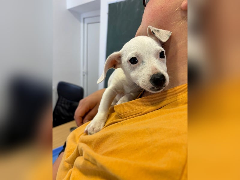 Stitch - Neugieriges, verspieltes Mädchen sucht ein Zuhause