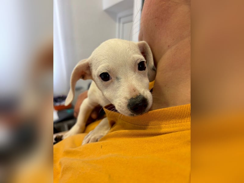 Stitch - Neugieriges, verspieltes Mädchen sucht ein Zuhause