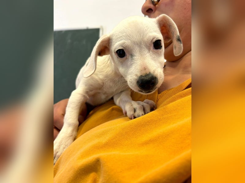 Stitch - Neugieriges, verspieltes Mädchen sucht ein Zuhause