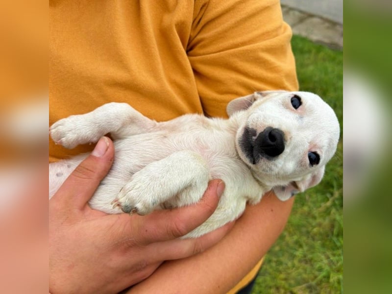 Stitch - Neugieriges, verspieltes Mädchen sucht ein Zuhause