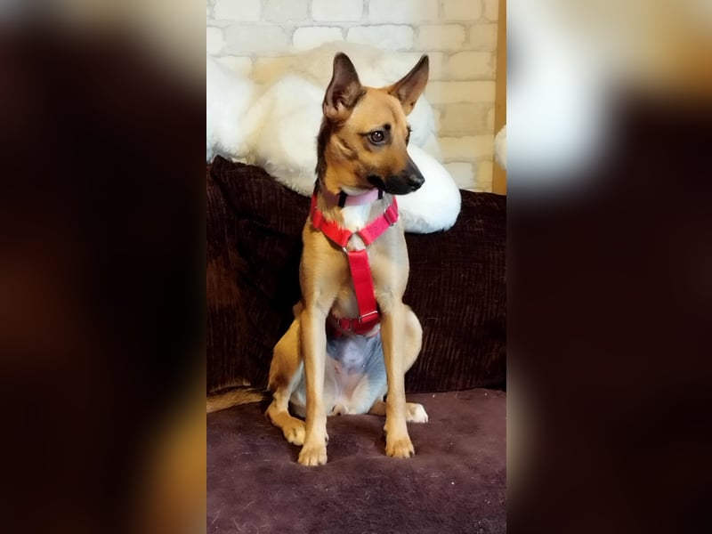 KIKA - auf Pflegestelle in 36115 Hilders!