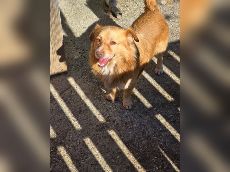 BON JOVI- kleiner Herzensbube sucht sein Glück BON JOVI- kleiner Herzensbube sucht sein Glück