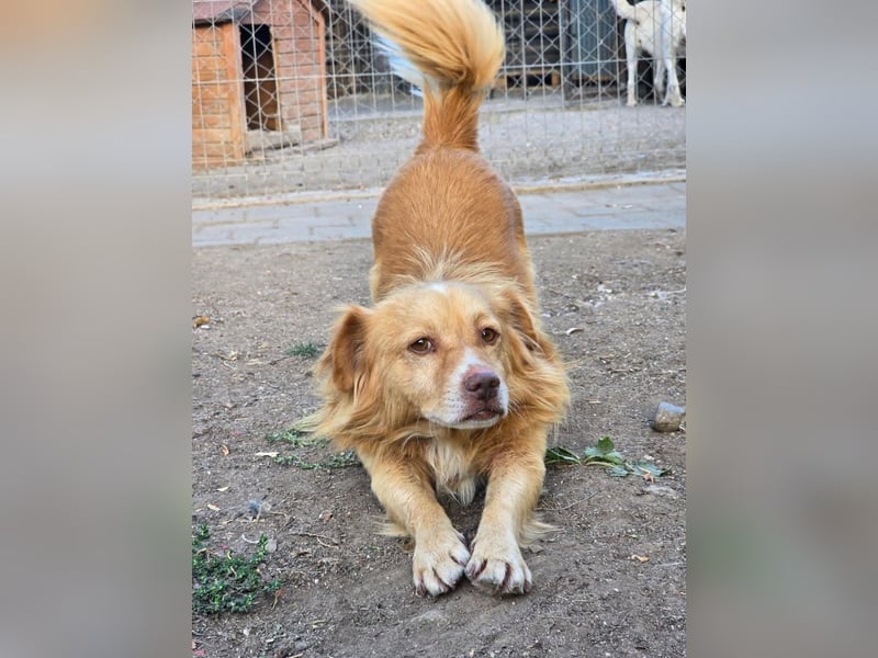 BON JOVI- kleiner Herzensbube sucht sein Glück BON JOVI- kleiner Herzensbube sucht sein Glück