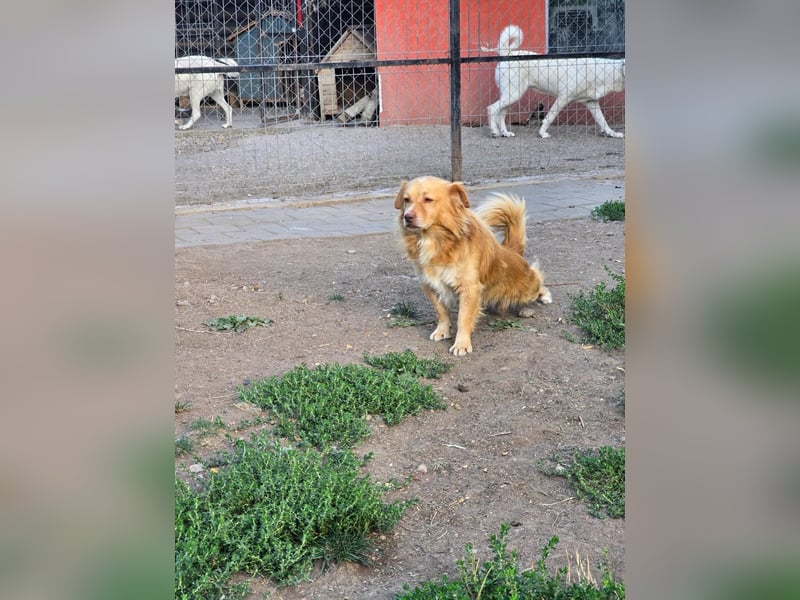 BON JOVI- kleiner Herzensbube sucht sein Glück BON JOVI- kleiner Herzensbube sucht sein Glück