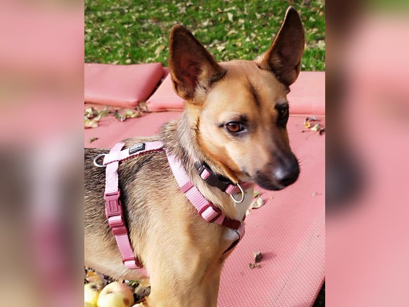 KIKA - auf Pflegestelle in 36115 Hilders!