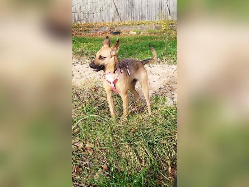 KIKA - auf Pflegestelle in 36115 Hilders!