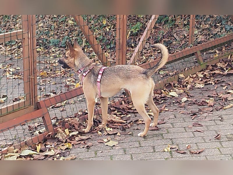 KIKA - auf Pflegestelle in 36115 Hilders!