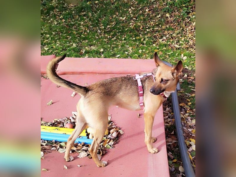 KIKA - auf Pflegestelle in 36115 Hilders!