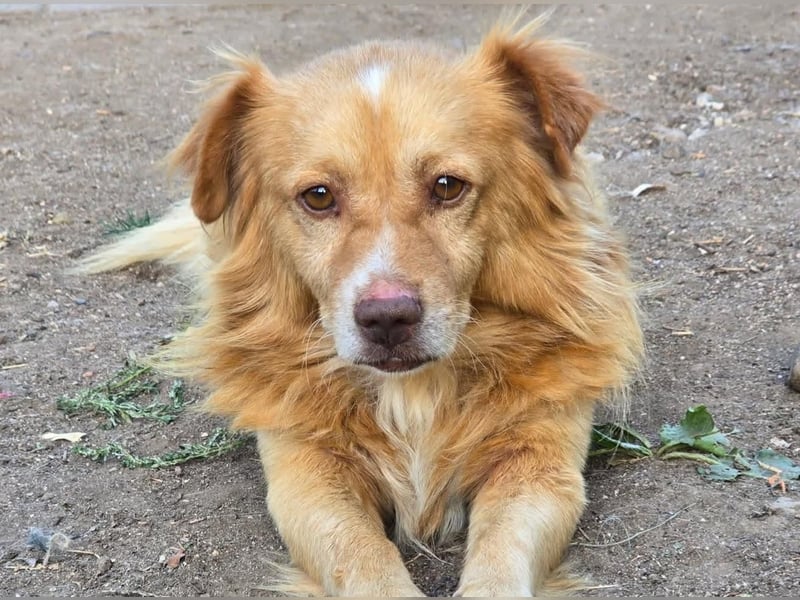BON JOVI- kleiner Herzensbube sucht sein Glück BON JOVI- kleiner Herzensbube sucht sein Glück