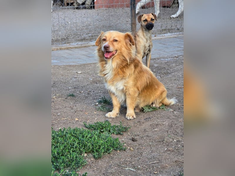 BON JOVI- kleiner Herzensbube sucht sein Glück BON JOVI- kleiner Herzensbube sucht sein Glück