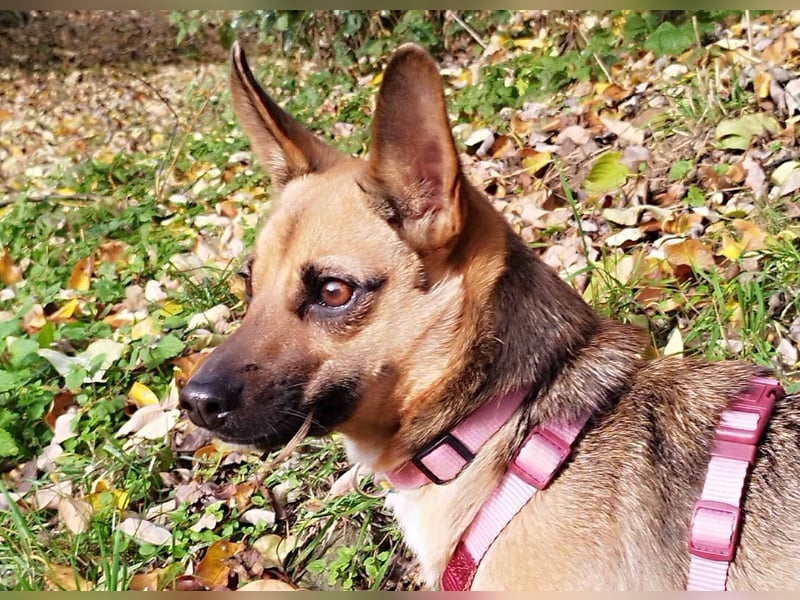 KIKA - auf Pflegestelle in 36115 Hilders!