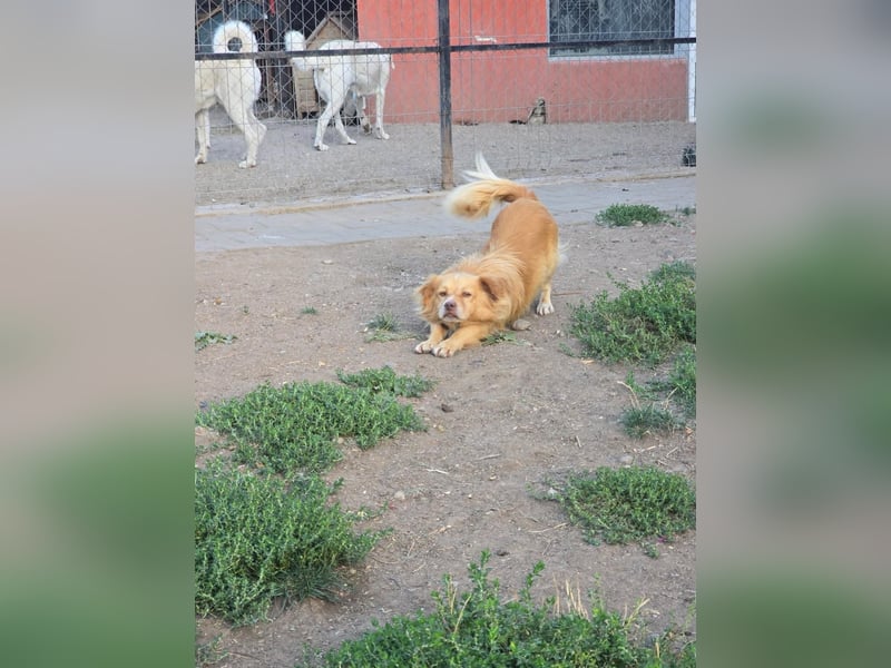 BON JOVI- kleiner Herzensbube sucht sein Glück BON JOVI- kleiner Herzensbube sucht sein Glück