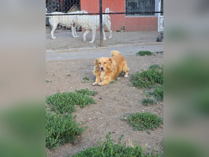BON JOVI- kleiner Herzensbube sucht sein Glück BON JOVI- kleiner Herzensbube sucht sein Glück