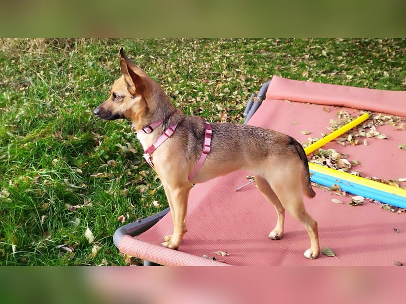 KIKA - auf Pflegestelle in 36115 Hilders!