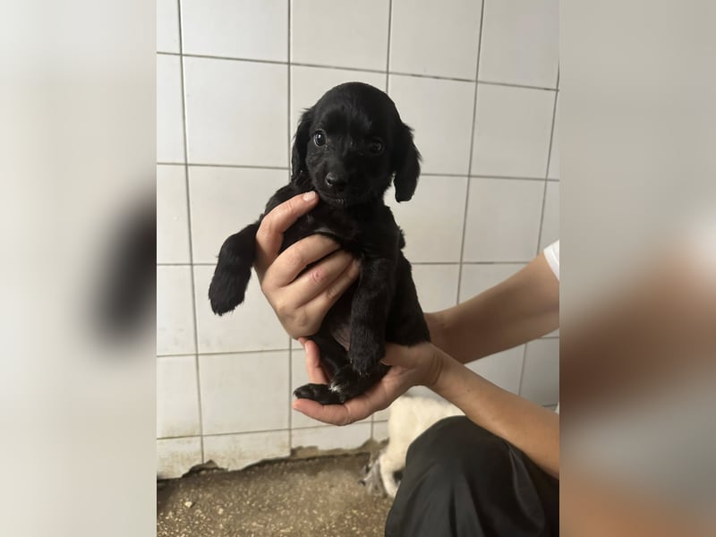 zuckersüße ABBY sucht ihrTraumkörbchen zuckersüße ABBY sucht ihrTraumkörbchen