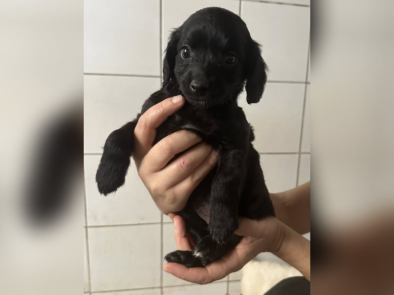 zuckersüße ABBY sucht ihrTraumkörbchen zuckersüße ABBY sucht ihrTraumkörbchen
