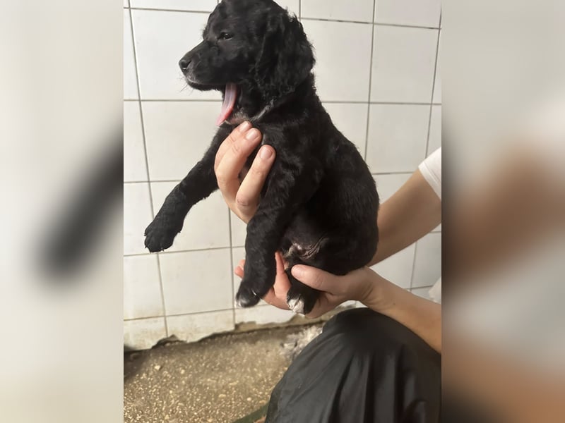 Hundekin FERDI wünscht sich eine Familie mit Herz Hundekin FERDI wünscht sich eine Familie mit Herz
