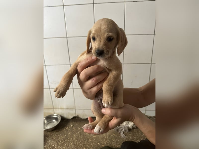Zaubermann BUDDY sucht sein Traumkörbchen Zaubermann BUDDY sucht sein Traumkörbchen