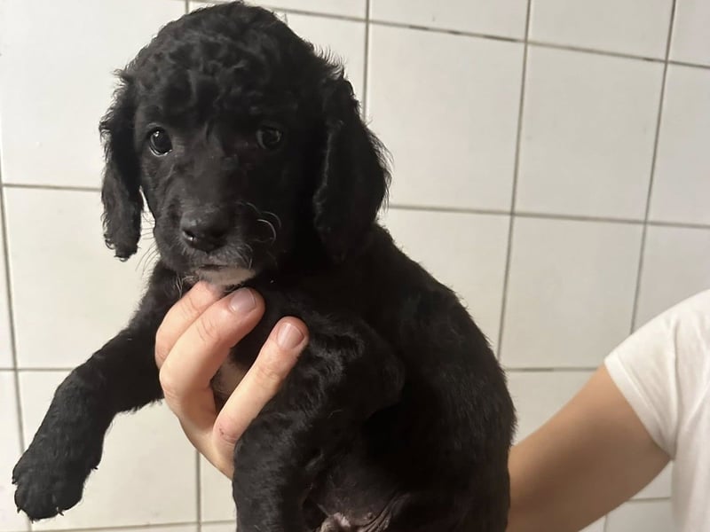 Hundekin FERDI wünscht sich eine Familie mit Herz Hundekin FERDI wünscht sich eine Familie mit Herz