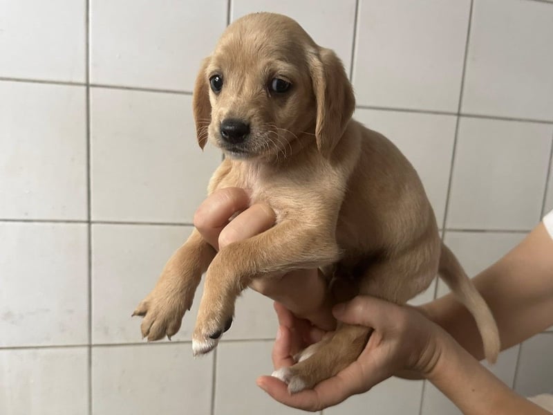Zaubermann BUDDY sucht sein Traumkörbchen Zaubermann BUDDY sucht sein Traumkörbchen