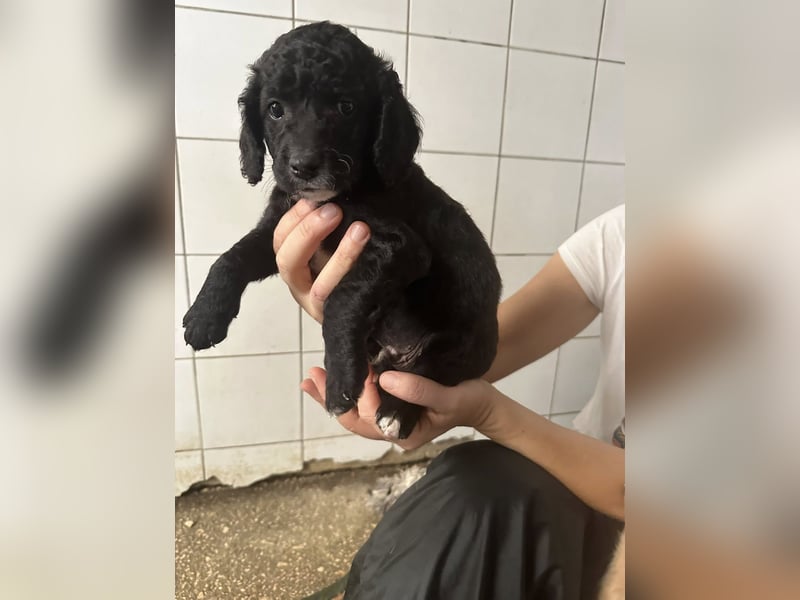 Hundekin FERDI wünscht sich eine Familie mit Herz Hundekin FERDI wünscht sich eine Familie mit Herz