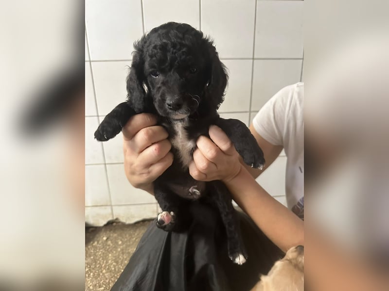 Hundekin FERDI wünscht sich eine Familie mit Herz Hundekin FERDI wünscht sich eine Familie mit Herz