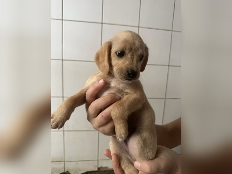 Zaubermann BUDDY sucht sein Traumkörbchen Zaubermann BUDDY sucht sein Traumkörbchen
